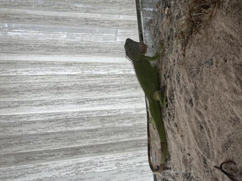 Çipli iguana