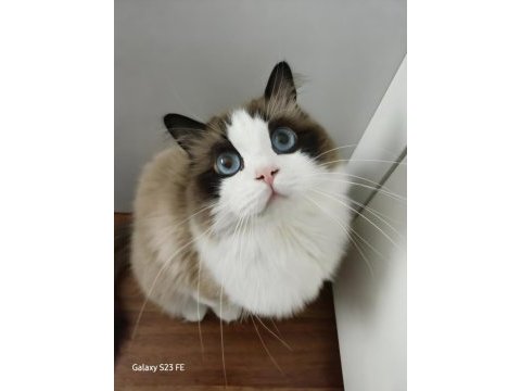 Hazır ragdoll erkek 2 yaşında
