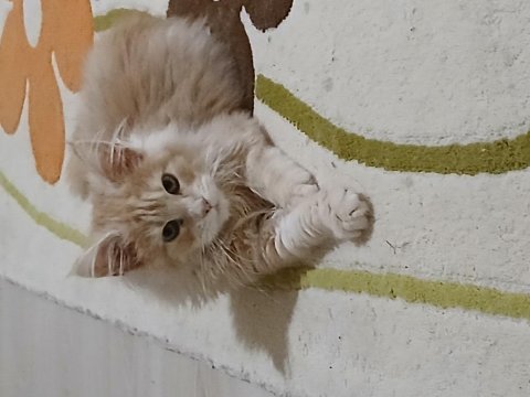 Ds22 beş aylık dişi maine coon