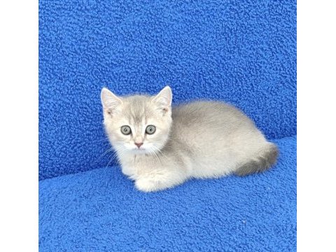 Kaçmaz bir güzellik bir ponçik 