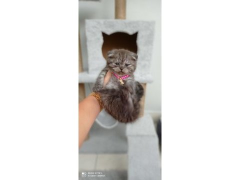 Safkan muhteşem huylu özel renk scottish fold yavrular