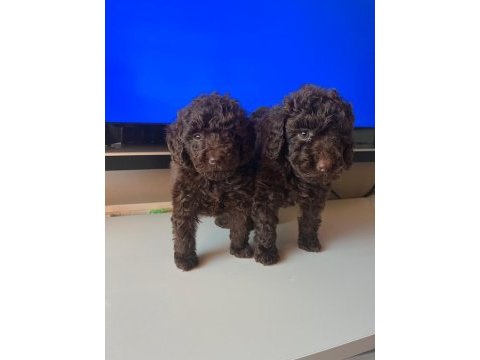 Toy poodle yavrular