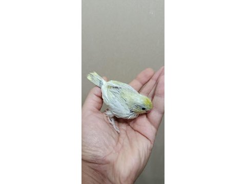 Gökkuşağı forpus papağanı