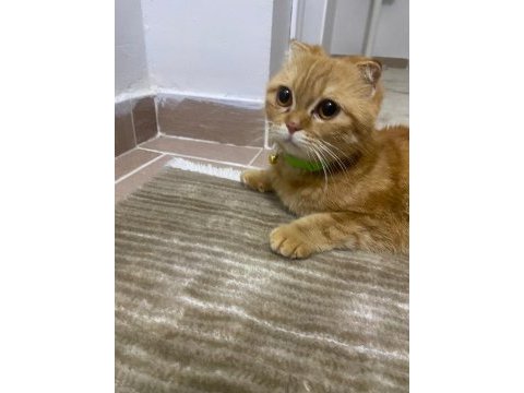 Scottish fold yavru
