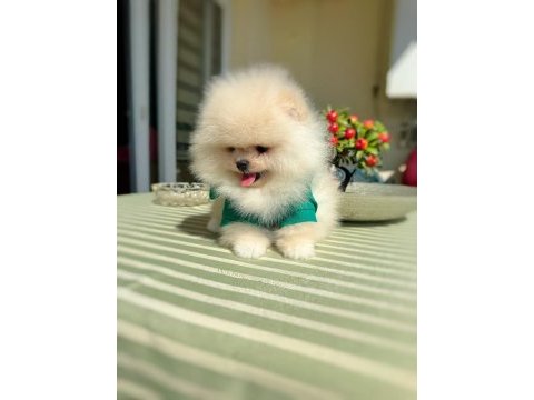 Gülen surat ayıcık pomeranian