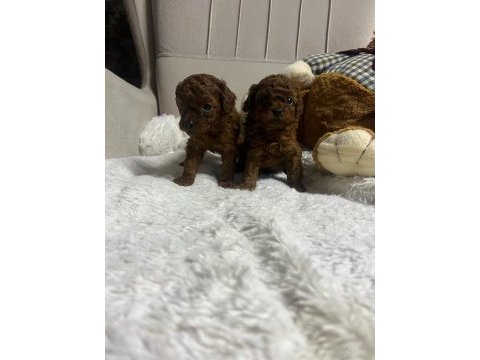 Orjinal kore poodle yavrumuz kilo garantili mikro boy