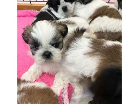 Irk garantili shih tzu yavruları