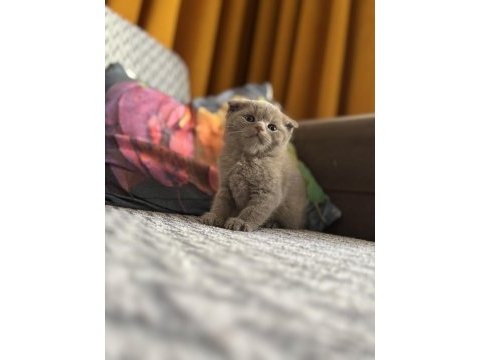 British shorthair beyaz ve lilac bebeklerime yuva arıyorum