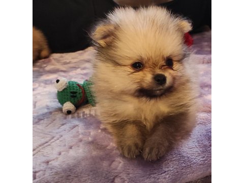 Kendi köpeğimin pomeranian bebekleri