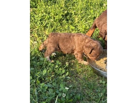 Nadir olmak isteyenlere tüylü french bulldog