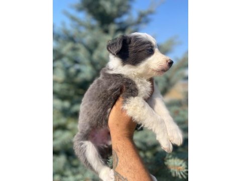 Ankaranın en güzel blue border collie yavruları