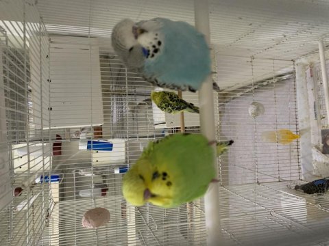 Bebek show jumbo ve jumbo muhabbetler alanya
