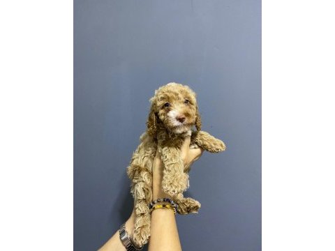 Toy poodle kardeşler