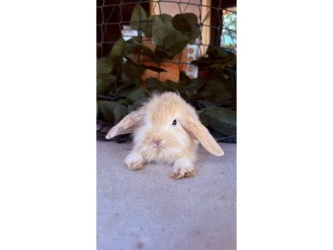 Safkan hollanda teddy lop tavşanlar