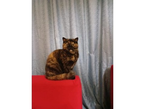 Sevimli ve uysal british shorthair