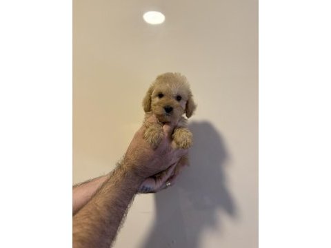 Apricot toy poodle