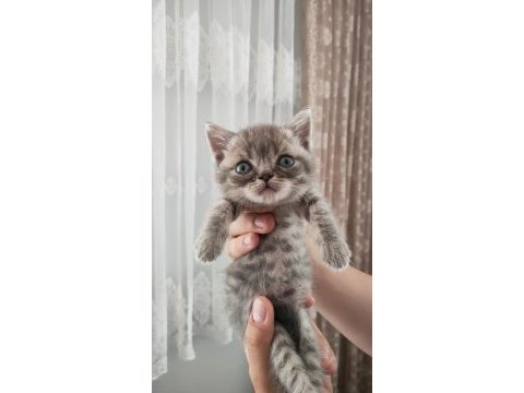 Birbirinden tombul british shorthair yavrular