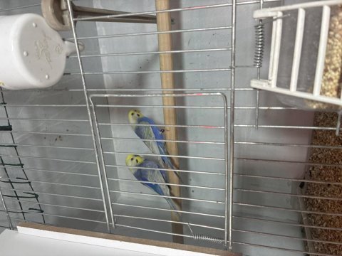 Jumbo, japones, çek muhabbet kuşu çiftler