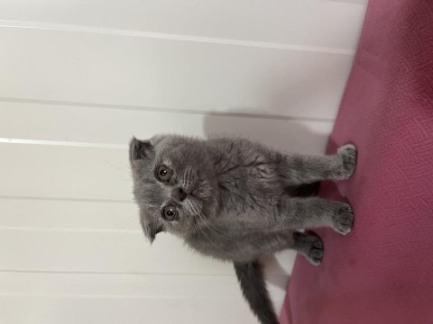 Scottish fold dişi
