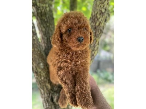 Toy poodle kore garantili