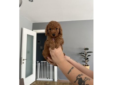 Toy poodle ev doğum