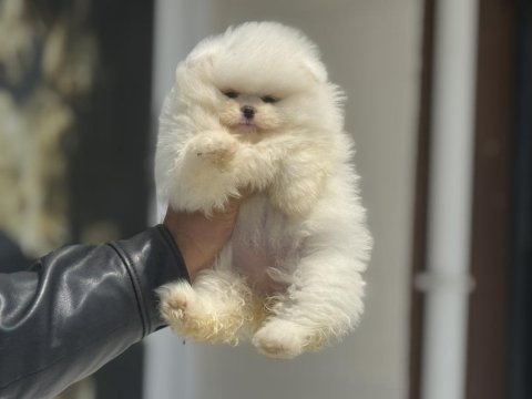 Safkan çok özel teddy face pomeranian yavrularımız