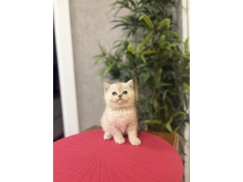 Brıtısh shorthair dünya tatlısı yavrularım 