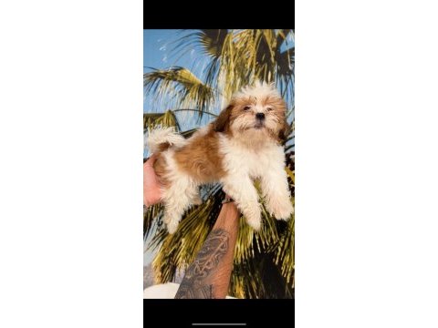 Shih-tzu (şitsu) çocuklarım