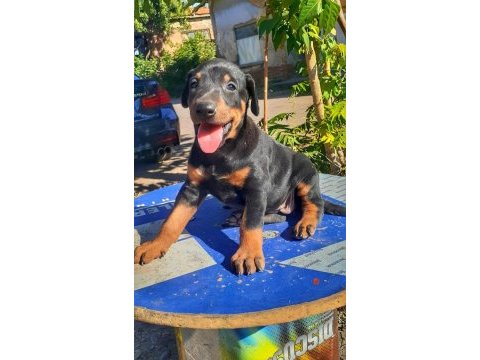 Safkan doberman yavrularımız