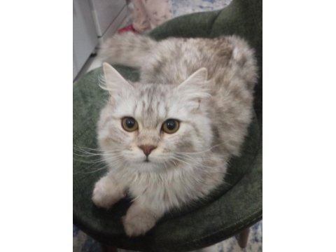Acil sahiplendirme british longhair