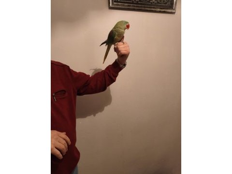 Acil satılık alexander papağanı