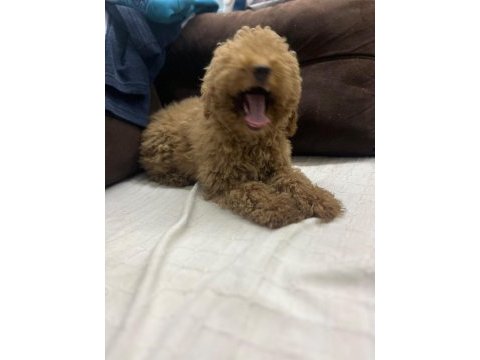 5 aylık dişi poodle