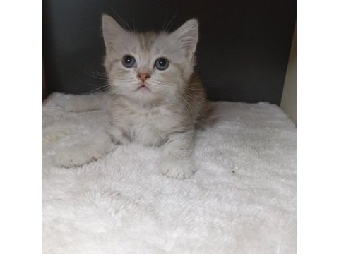 Show kalite british longhair ay11 secereli