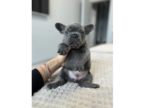 French bulldog yavrularımız