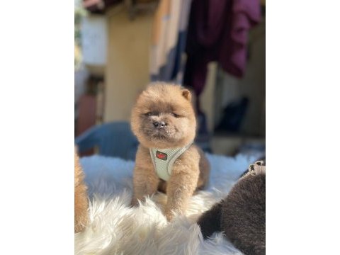 Son kalan chow chow yavrular