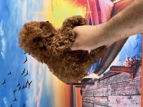 Toy poodle yavrularımız
