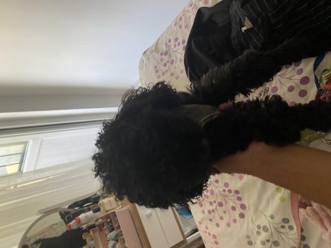 2 poodle cinsi köpek egitimli