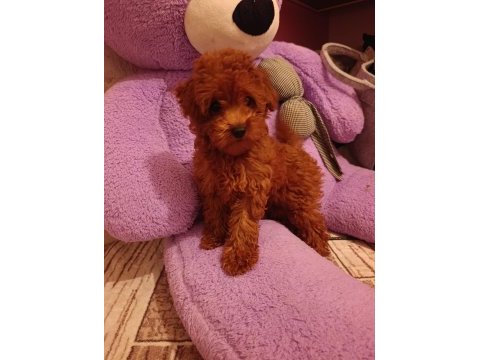 Toy poodle dişi