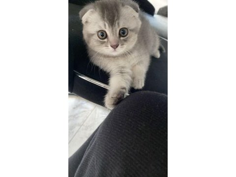 Teslime hazır scottish fold silver dişi