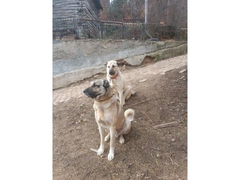 Orjinal kangal sürü köpeği