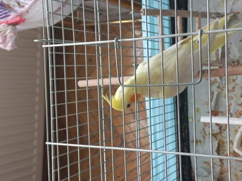 Sultan papağanı lutino 5 aylık