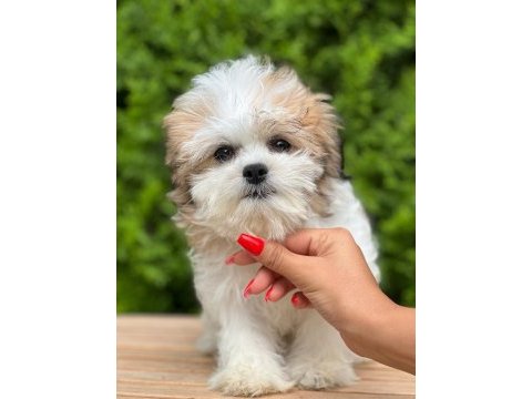 Türkiyenin en güzel morkie yavruları
