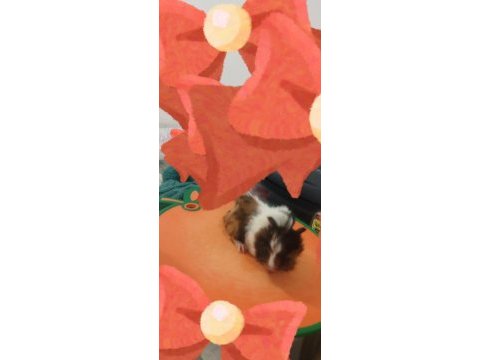 Sevimli guinea pig yavruları tepeli (17 günlük)