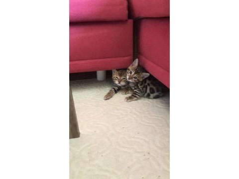 Safkan bengal