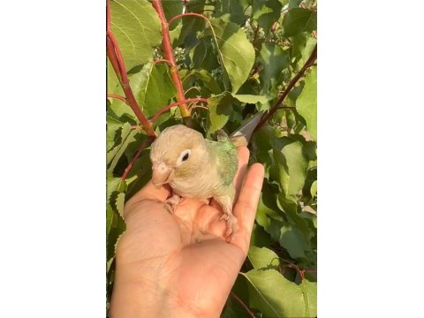 5 aylık erkek konur papağanı