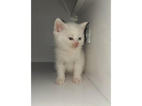 Yavru british shorthair