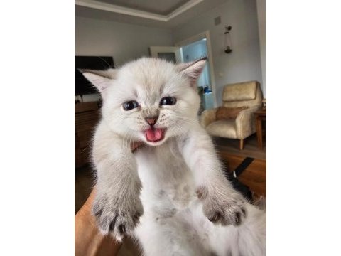 British blue point dişi ve erkek yenı yuvalarını arıyor