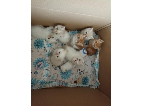 50 günlük exotic shorthair yavrular