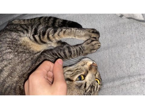 2.5 yaşında kısır dişi tekir