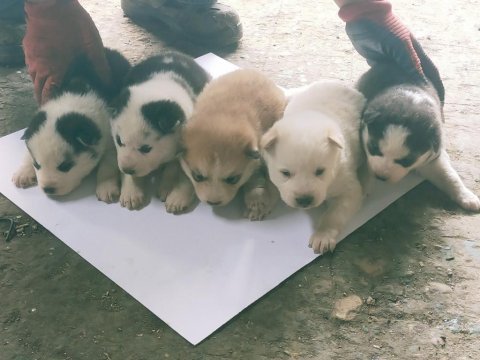 Mavi gözlü sibirya kurdu